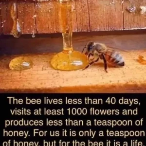 A bee is sitting on the ground next to some honey.