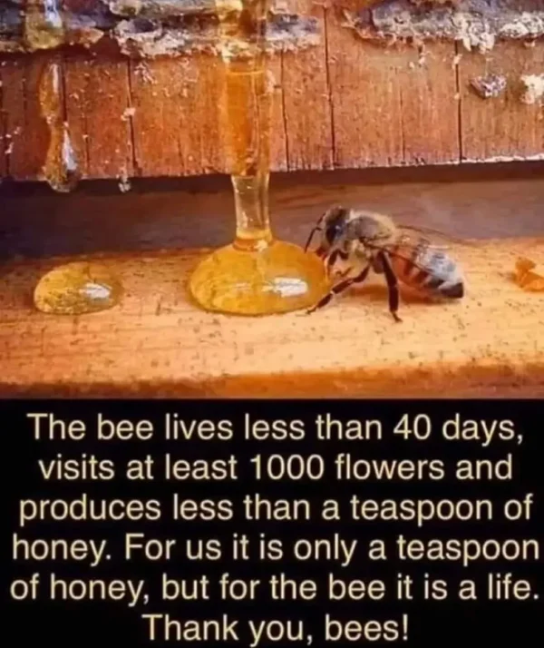 A bee is sitting on the ground next to some honey.