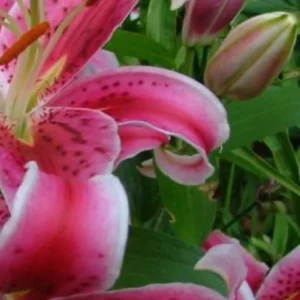 Close-up pink spotted lily with buds