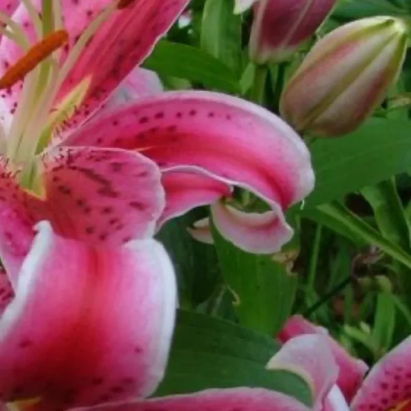 Close-up pink spotted lily with buds