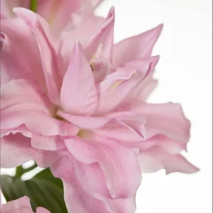A close up of the pink flowers in bloom.