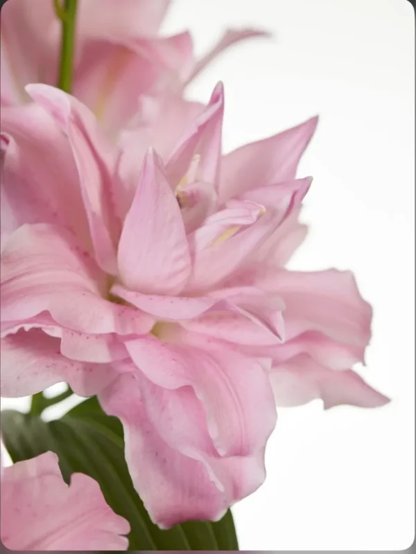A close up of the pink flowers in bloom.