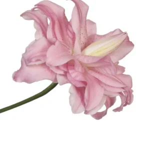 Pink double lily bloom Lucky One