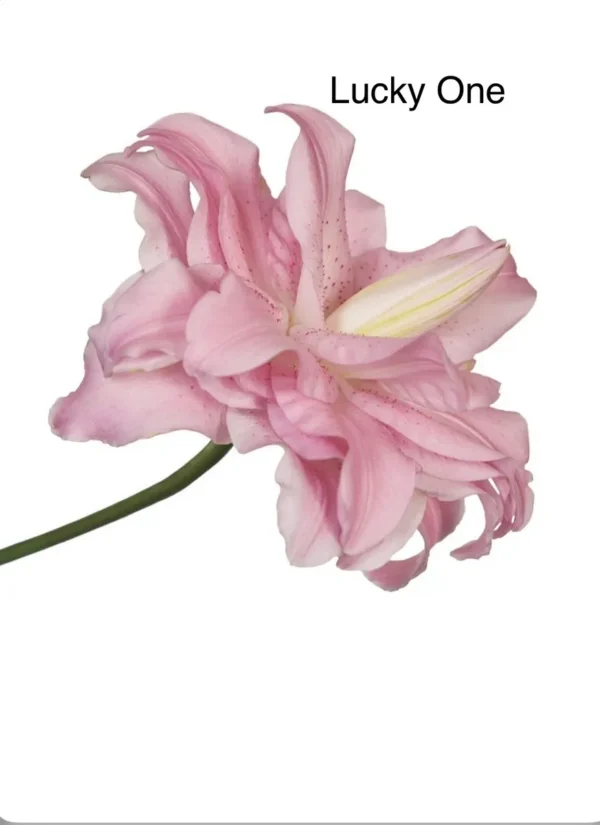 Pink double lily bloom Lucky One
