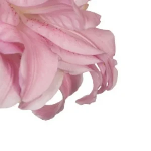 Delicate blush petals curling at the edge