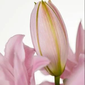 A close up of the flower bud of an oriental lily.