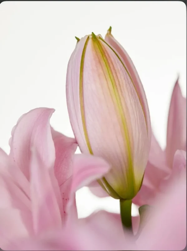 A close up of the flower bud of an oriental lily.
