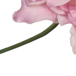 A close up of the side of a pink flower