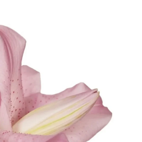 Pale pink lily bud with speckled petals