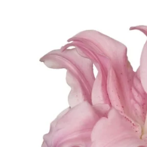 A close up of the petals on a pink flower