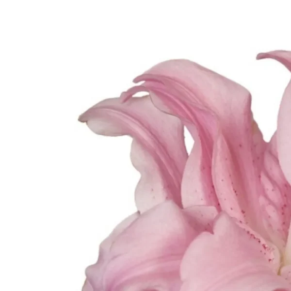 A close up of the petals on a pink flower