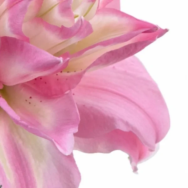 Ruffled pale pink petals against white background