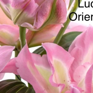 A close up of pink flowers with the words " lucious oriental."