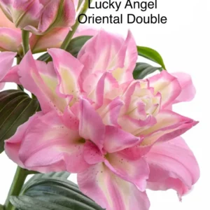A pink flower with green leaves and the words " lucky angel oriental double ".