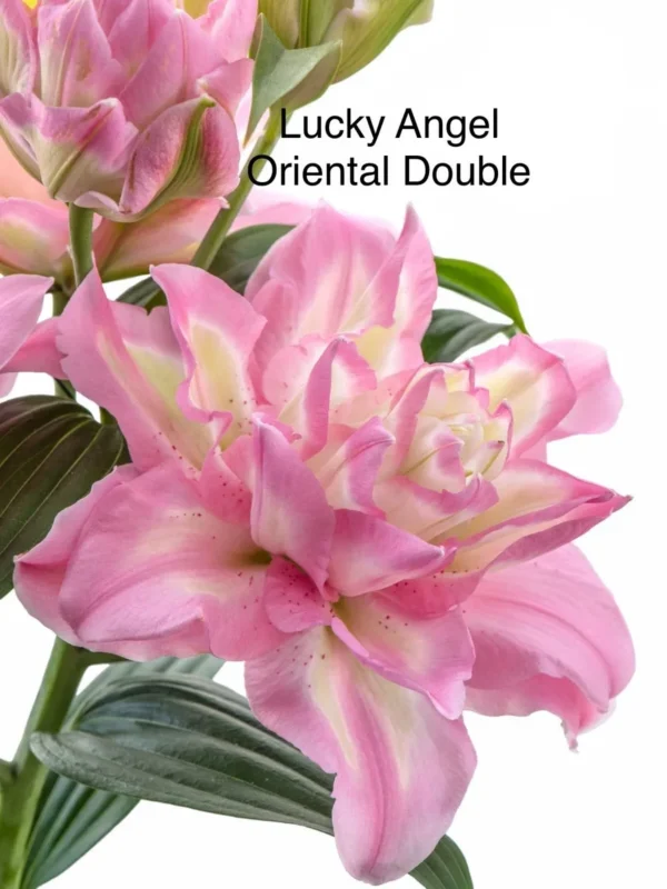 A pink flower with green leaves and the words " lucky angel oriental double ".