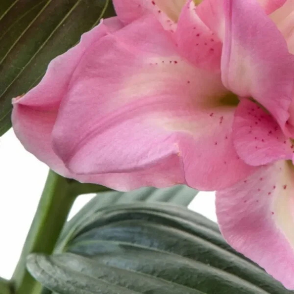 Soft pink lily petal with textured green leaf