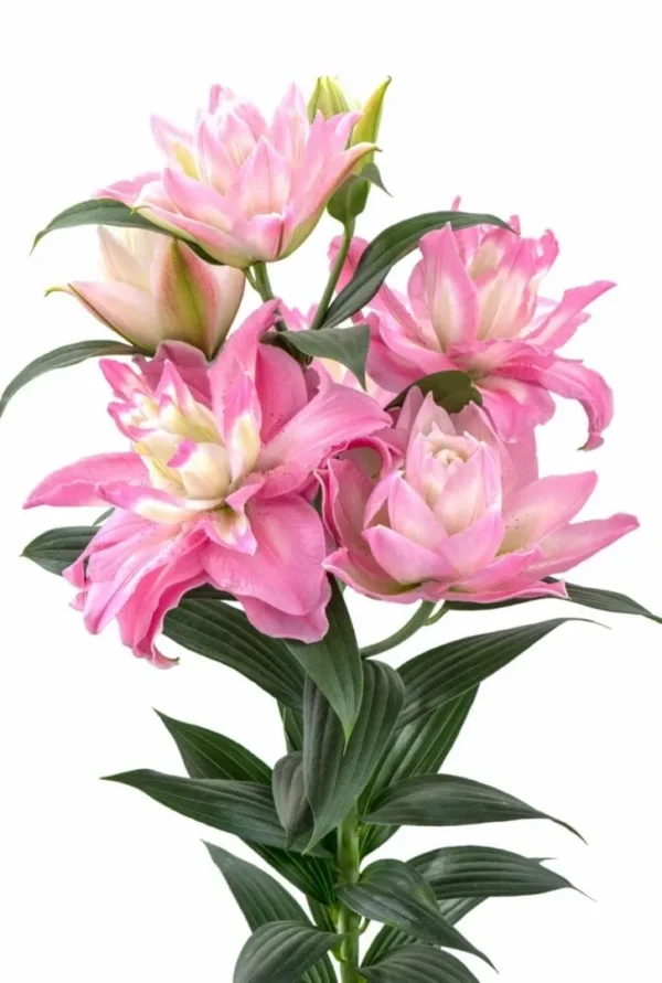A bouquet of pink flowers with green leaves.