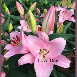 A pink flower with the words " love day ".