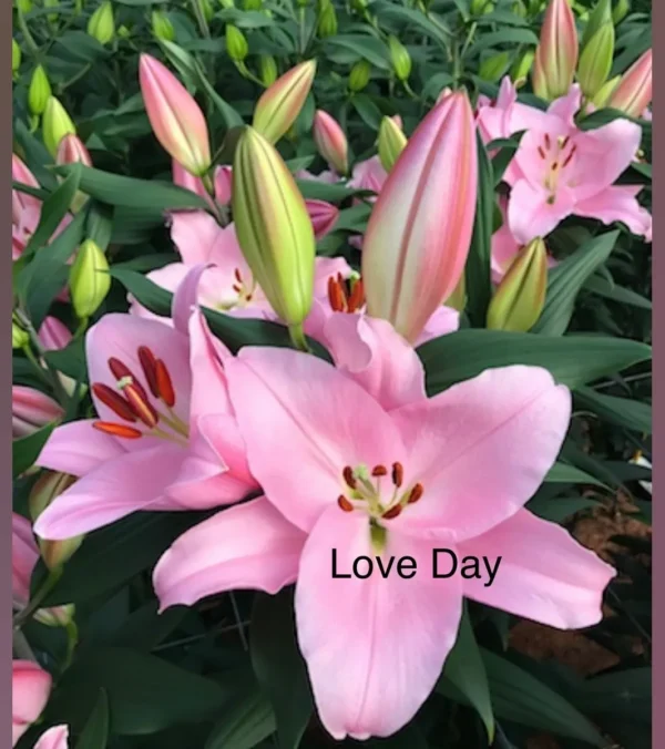 A pink flower with the words " love day ".