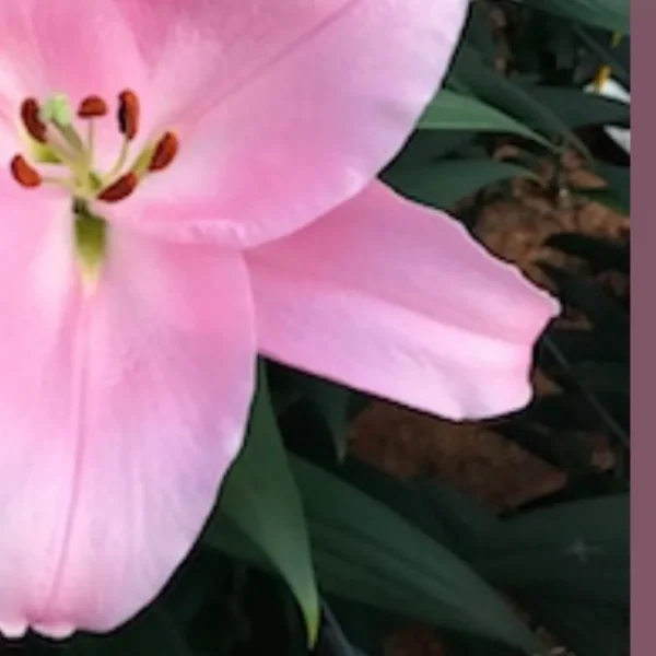 Delicate pink lily blossom with orange-tipped stamens
