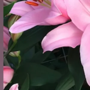 Pink lily blooms with visible orange stamens
