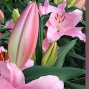 Close-up pink lily buds and blooms