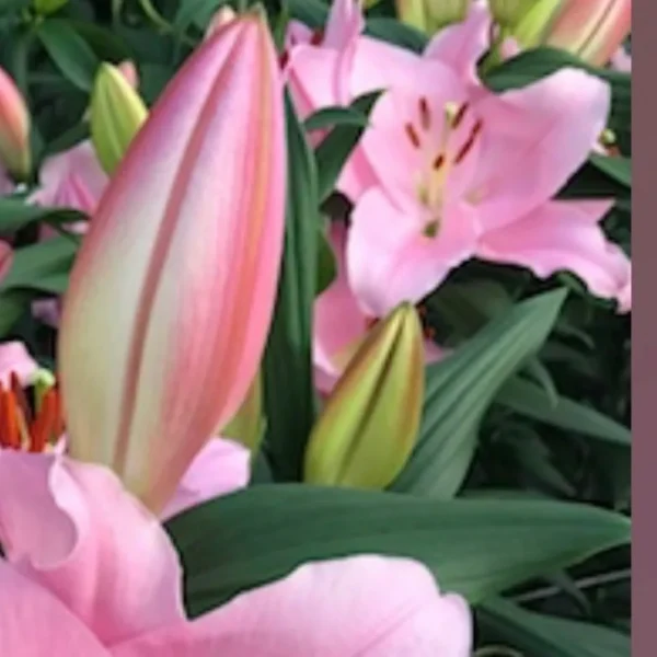 Close-up pink lily buds and blooms