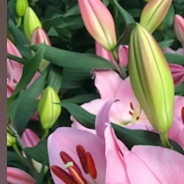 Pink lilies with buds and visible stamens