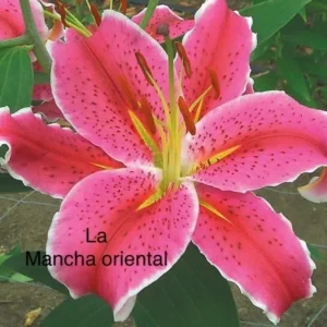 Close-up pink spotted oriental lily blossom