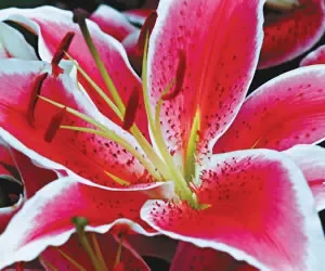 Close-up of vibrant pink lily