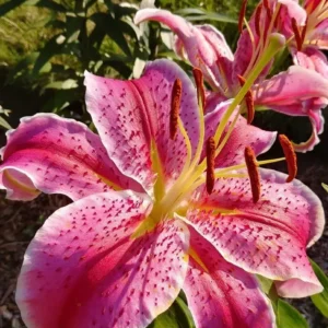 Pink spotted stargazer lily in sunlight