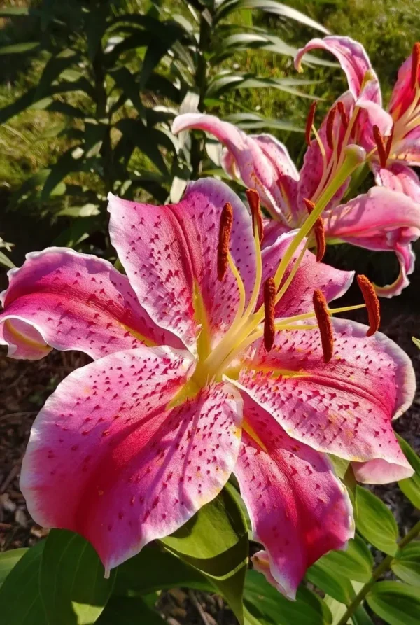 Pink spotted stargazer lily in sunlight