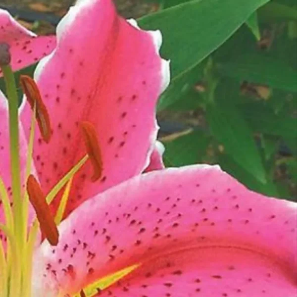 Bright pink lily petals with brown anthers