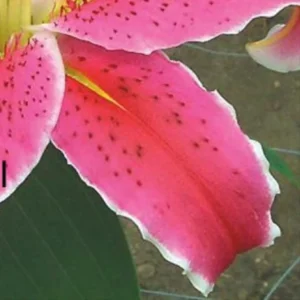 Vibrant magenta lily petal with white edge