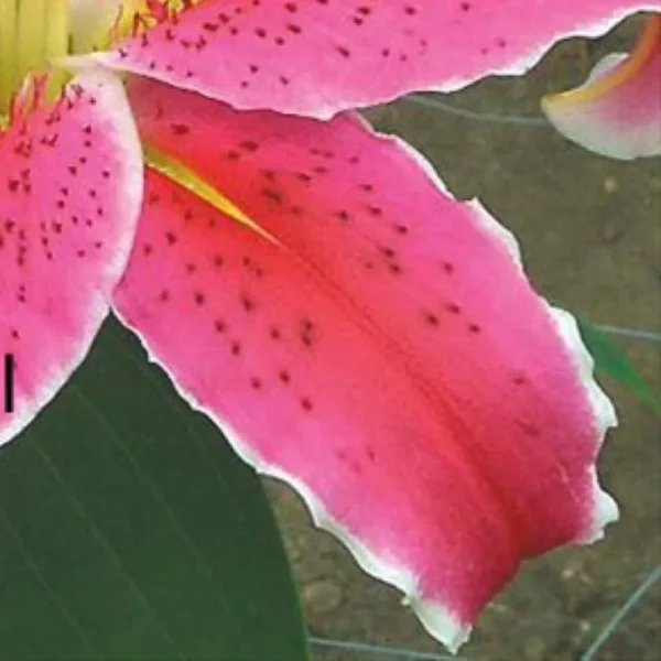 Vibrant magenta lily petal with white edge