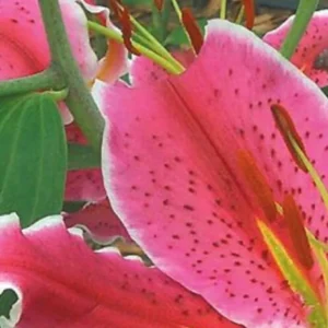 Close-up of pink speckled lily blossom
