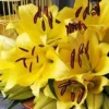 A close up of yellow flowers on display