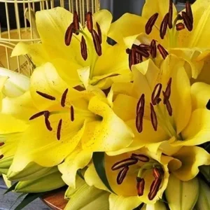A close up of yellow flowers on display