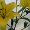 Vibrant yellow lilies in bloom