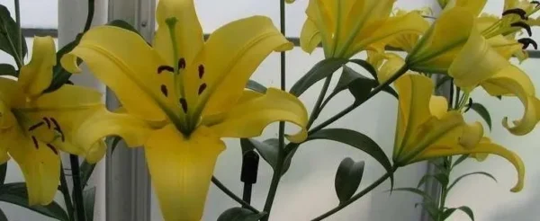 Vibrant yellow lilies in bloom