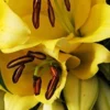 Close-up yellow lily blossoms with brown anthers