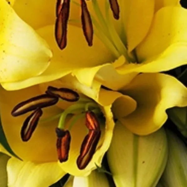 Close-up yellow lily blossoms with brown anthers