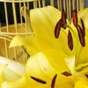 Close-up of yellow lily with brown stamens