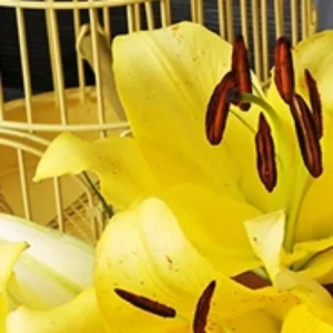 Bright yellow lily against metal cage