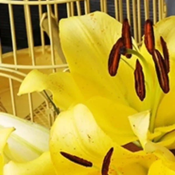 Close-up of yellow lily with brown stamens