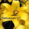 A yellow flower with the words yelloween ot
