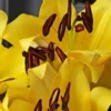 Bright yellow lily blossoms with brown stamens