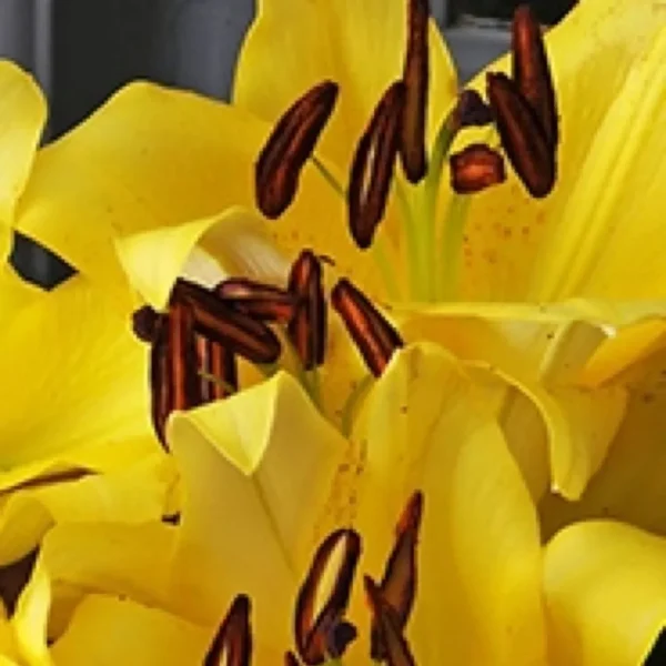 Bright yellow lily blossoms with brown stamens