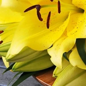 A close up of yellow flowers on the ground