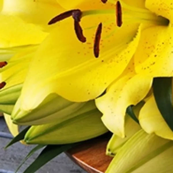 A close up of yellow flowers on the ground